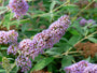 Roze pluim vlinderstruik - Buddleja davidii 'Pink Delight'