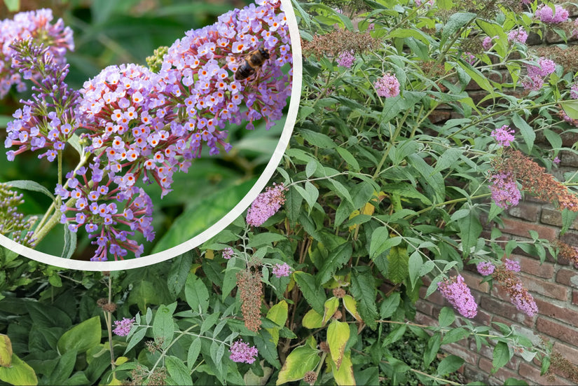 Vlinderstruik - Buddleja davidii 'Pink Delight' in bloei