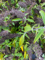 Buddleja davidii 'Sugar Plum' in de herfst