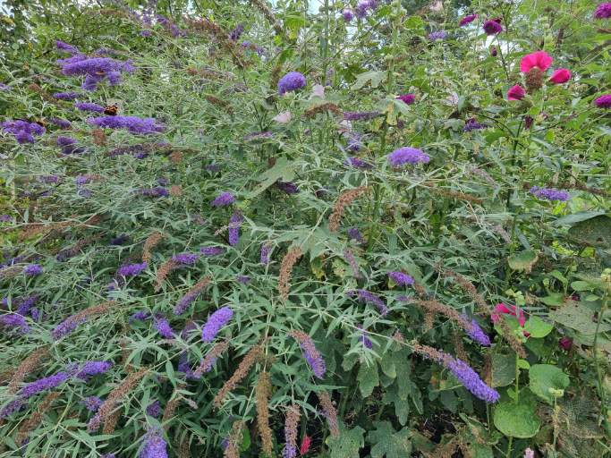 Vlinderstruik - Buddleja davidii 'Purple Emperor'