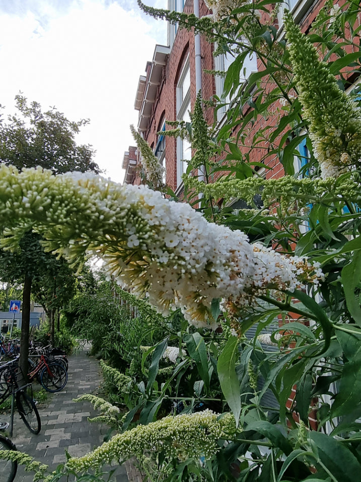 Witte variant vlinderstruiken