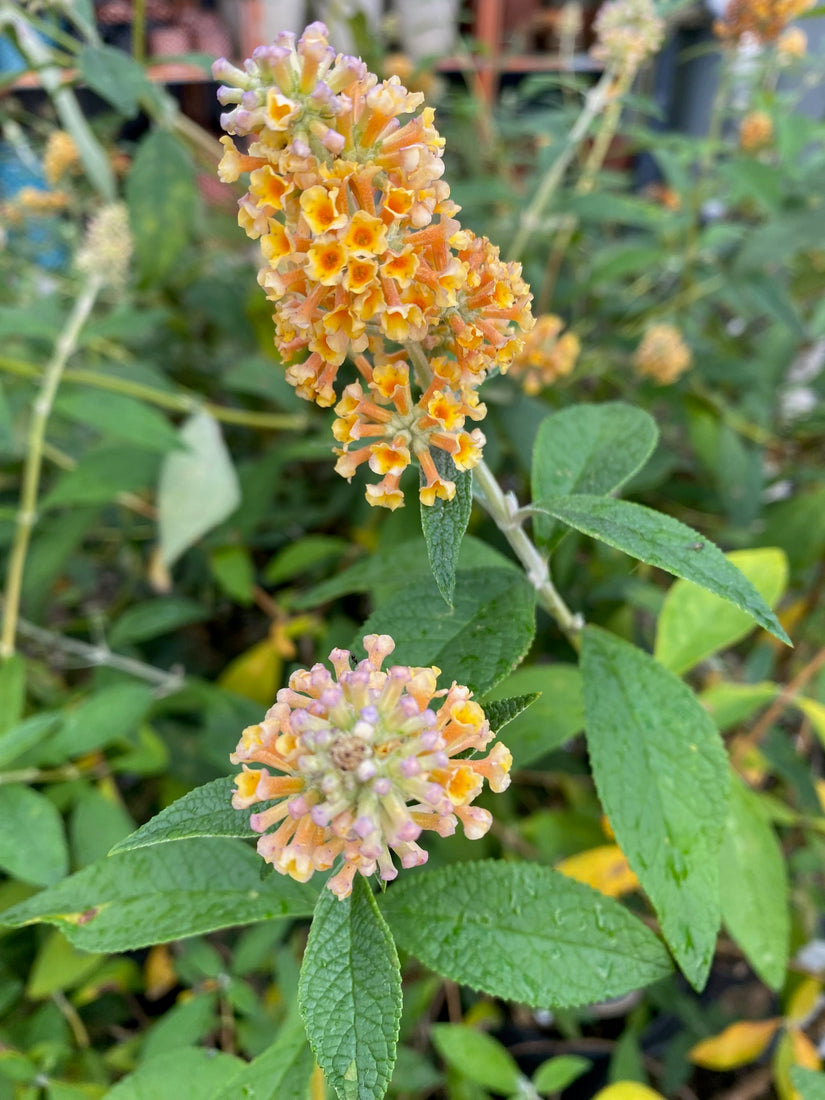 Buddleja weyeriana 'Sungold'