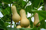 Butternut pompoen (flessenpompoen) - Cucurbita moschata