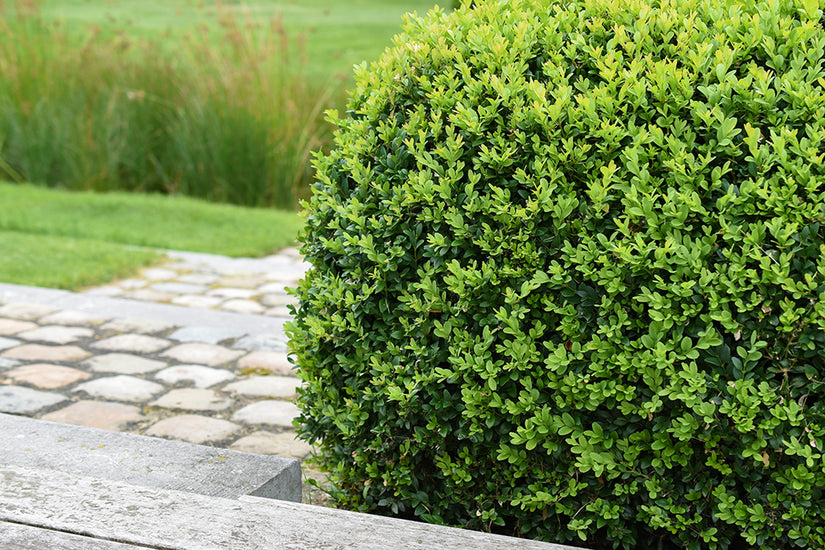 Buxus sempervirens 'Bol'