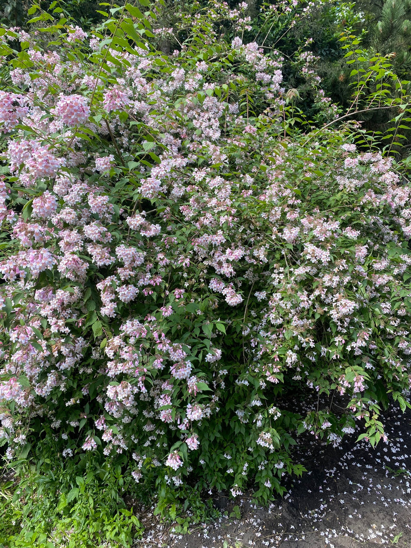  Koninginnenstruik-Kolkwitzia-amabilis.jpg