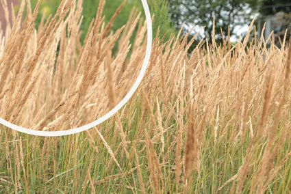 Struisriet - Calamagrostis x acutiflora 'Avalanche'