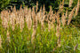 Calamagrostis epigejos, siergras