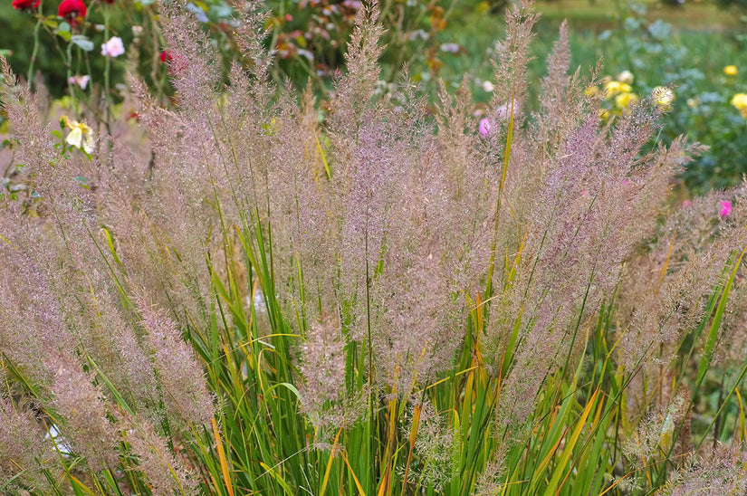 Pluimen Diamantgras - Calamagrostis brachytricha