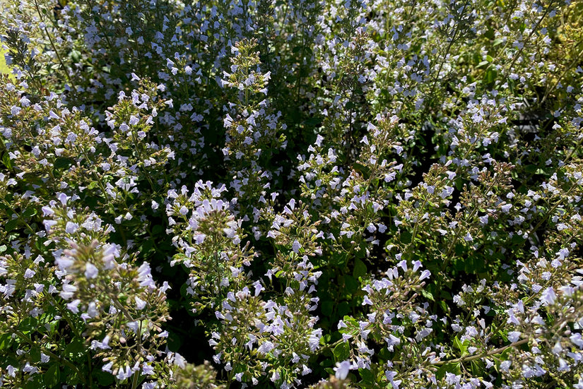 Bergsteentijm - Calamintha nepeta nepeta