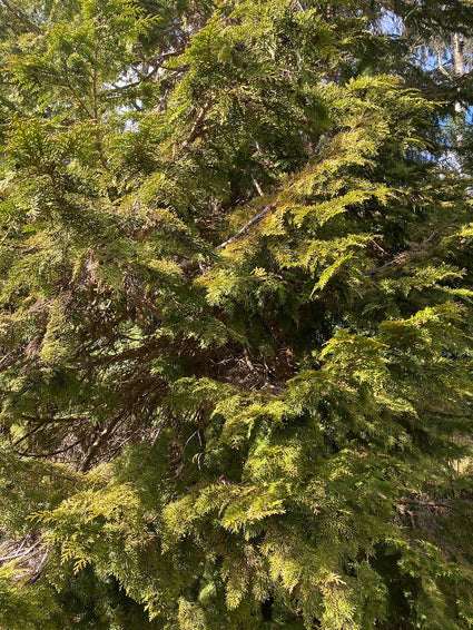 Californische cipres Chamaecyparis lawsoniana 'Maas'