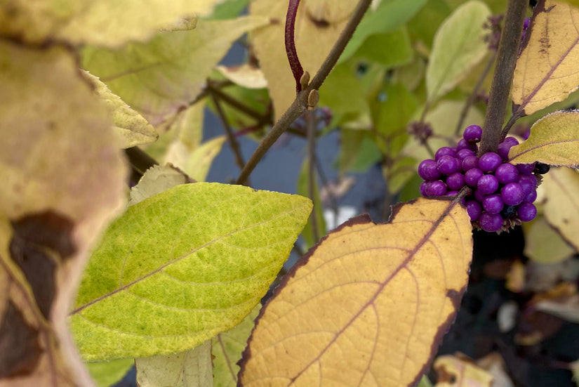 Herfst - Callicarpa bodinieri 'Autumn Glory'