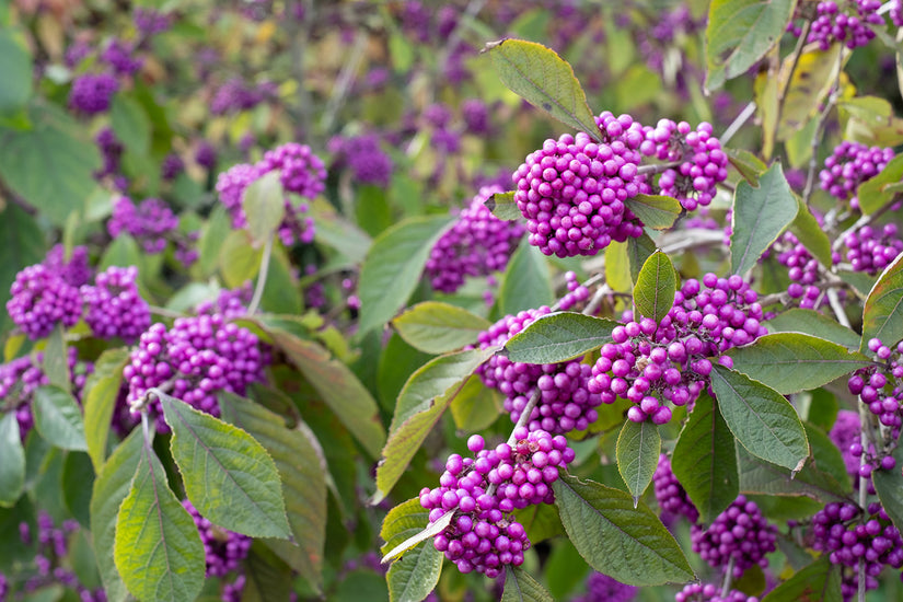 Schoonvrucht - Callicarpa bodinieri 'Profusion Dwarf'