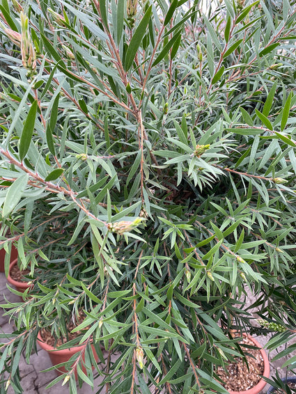 Lampepoetser - Callistemon viminalis 'Captain Cook'