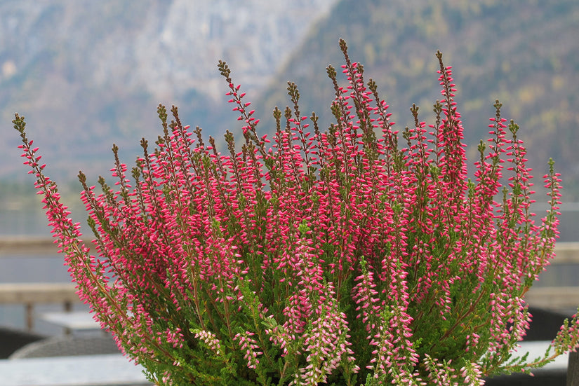 Knopbloeiende heide - Calluna vulgaris 'Amethyst'