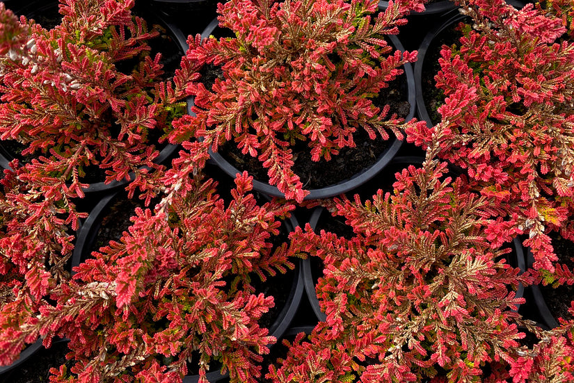 Calluna vulgaris 'Boskoop' in maart