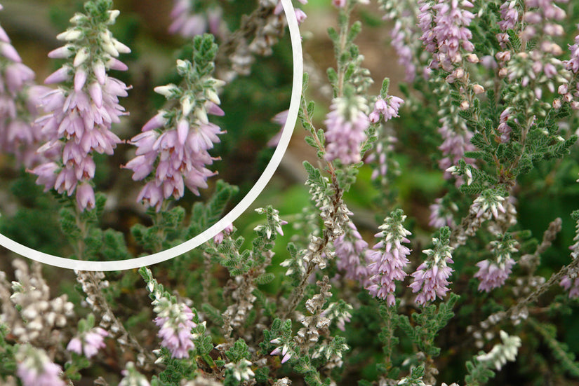 Struikhei - Calluna vulgaris 'Silver Knight'