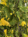 Wierook ceder - Calocedrus decurrens 'Aureovariegata' (foto November)