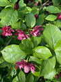 Calycanthus 'Hartlage Wine' - Wijn rode bloemen