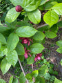 Struik Calycanthus 'Hartlage Wine'