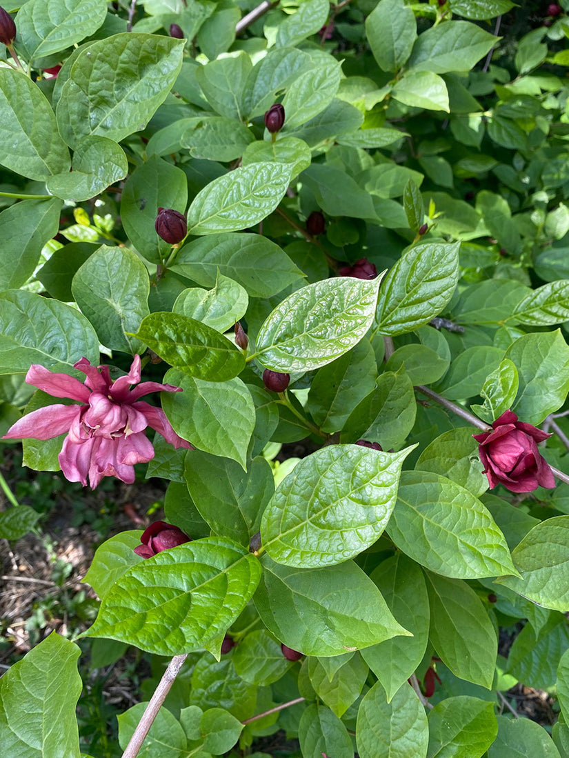 Calycanthus 'Hartlage Wine'