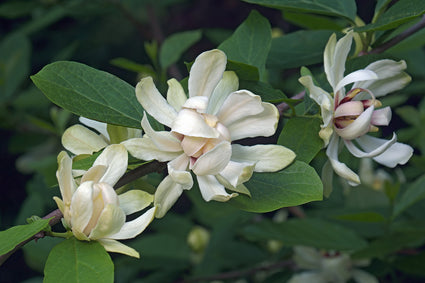 Specerijstruik - Calycanthus 'Venus'