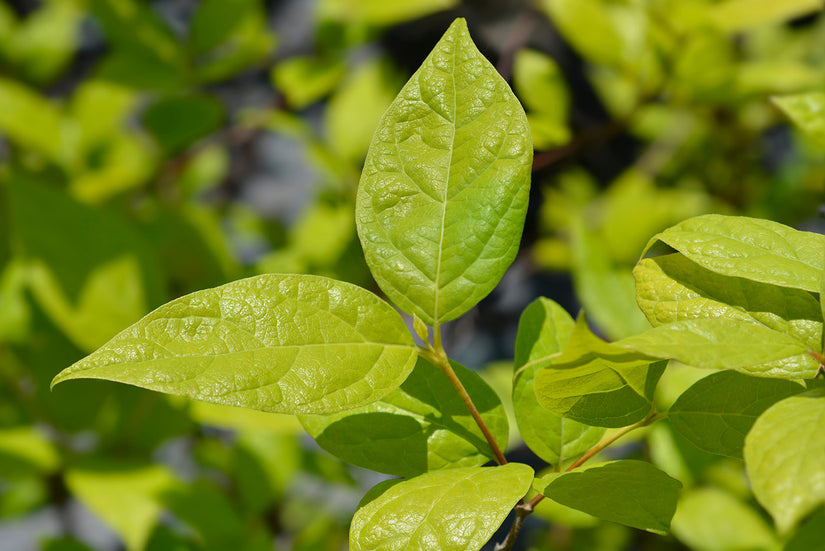 Blad Specerijstruik - Calycanthus floridus 'Athens'