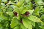 Specerijstruik - Calycanthus floridus detail