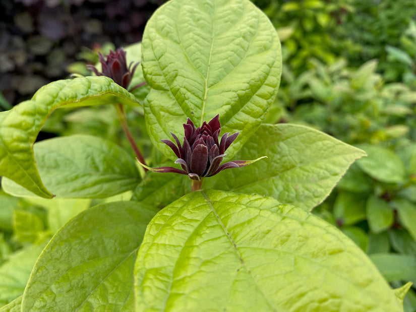 Calycanthus floridus