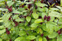 Specerijstruik Calycanthus floridus - heester