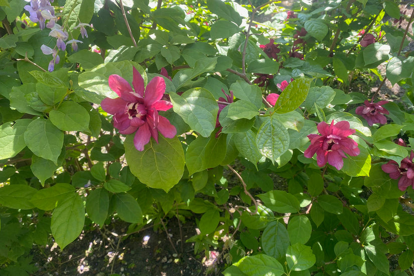 Specerijstruik - Calycanthus floridus in bloei