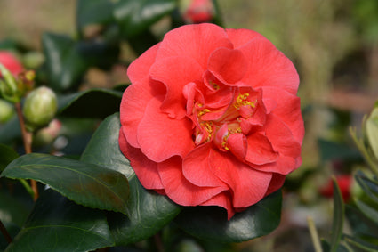 Camelia - Camellia japonica 'Lady Campbell' kopen