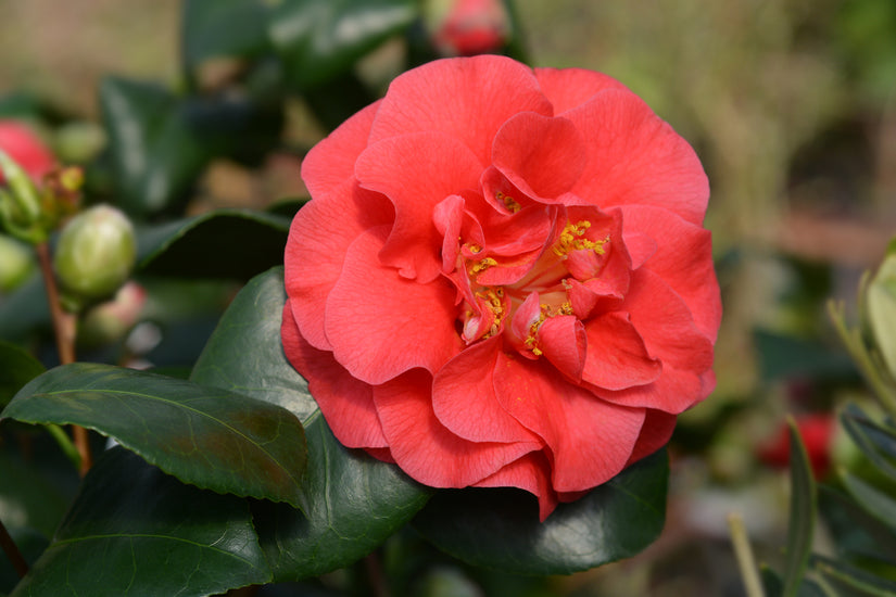 Camelia - Camellia japonica 'Lady Campbell' kopen