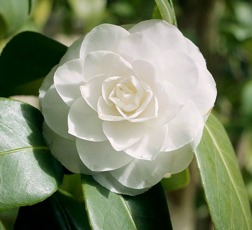 Camelia - Camellia japonica met witte bloemen kopen online