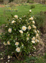 Camelia - Camellia Brushfield's yellow struik