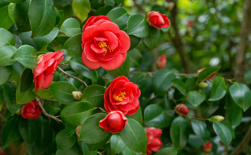 Camelia struik - Camellia Dr. King