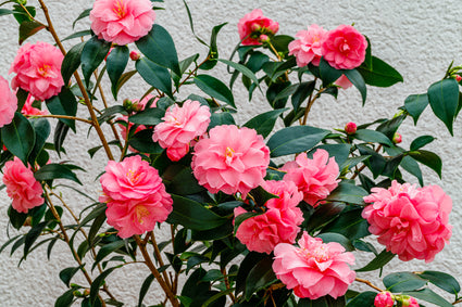 Camelia - Camellia 'Spring Festival' 