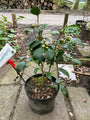 Camelia japonica festival spring