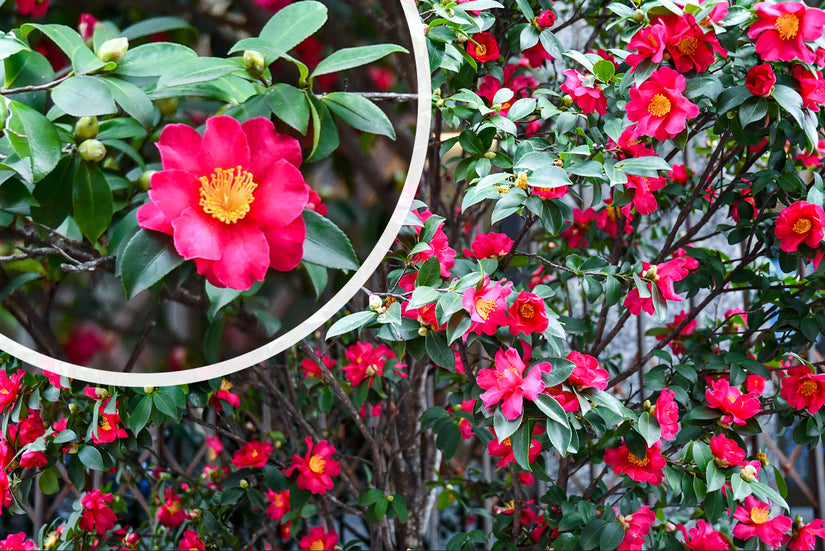 Camelia - Camellia sasanqua bloei