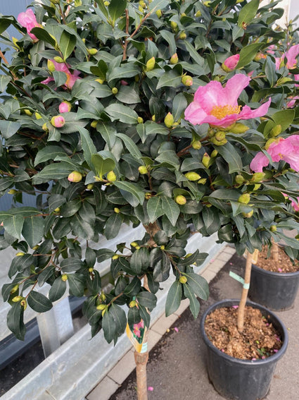 Camelia op stam - Camellia sasanqua