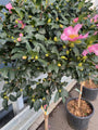 Camelia op stam - Camellia sasanqua