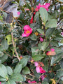 Camellia heester