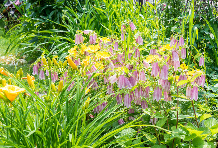 border met Klokje - Campanula 'Elizabeth'