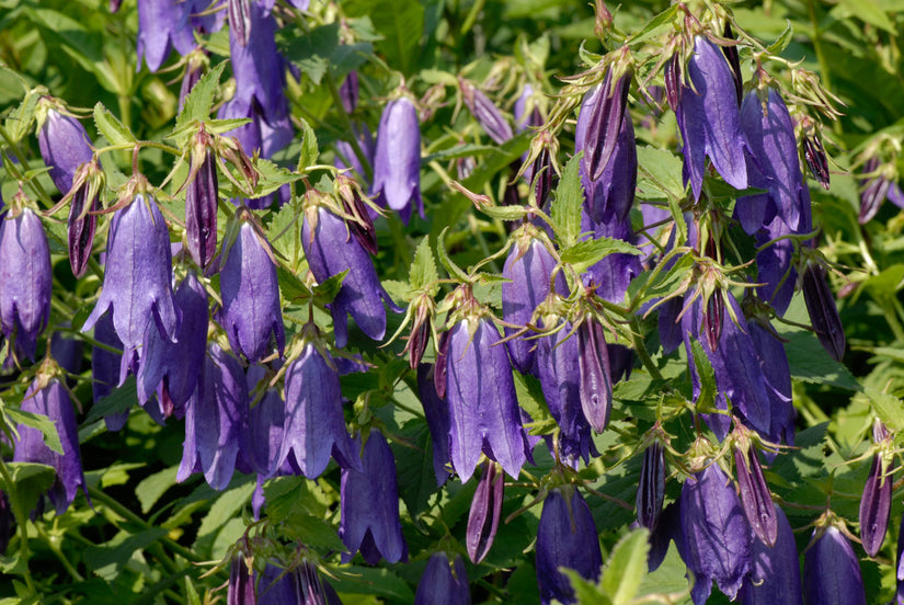 Klokjesbloem - Campanula 'Sarastro'