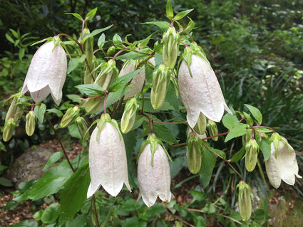 Klokje - Campanula alliariifolia