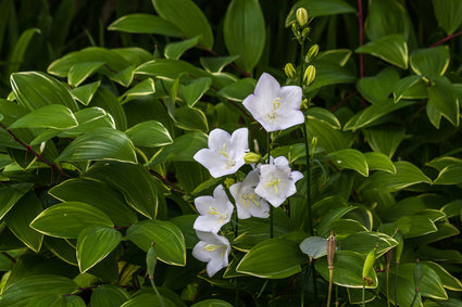 Karpatenklokje - Campanula carpatica 'Alba'