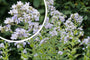 Campanula lactiflora 'Prichard's Variety'