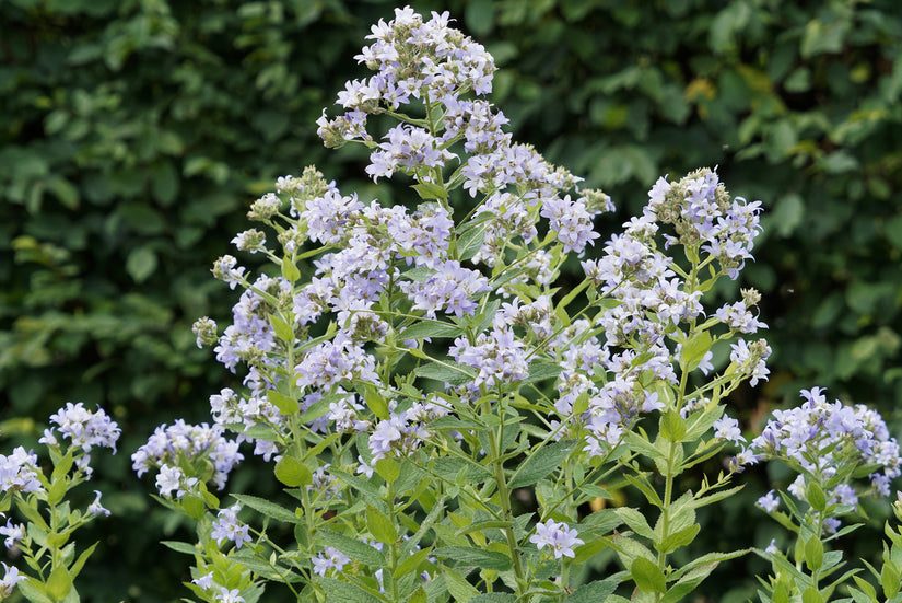 Rijke bloei Campanula lactiflora 'Prichard's Variety'