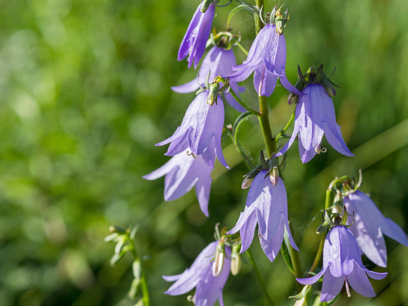 Breed Klokje - Campanula latifolia var. macrantha