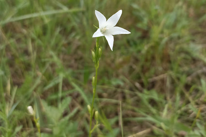 Weideklokje - Campanula patula 'Alba'