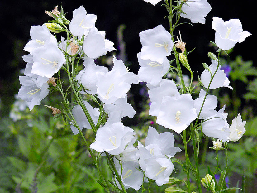 Klokjesbloem Campanula persicifolia 'Alba'